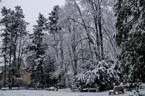 Snowy trees in winter late afternoon Stock Photos