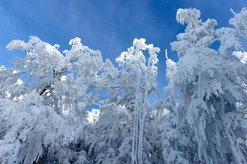 Snowy trees in winter Stock Photos