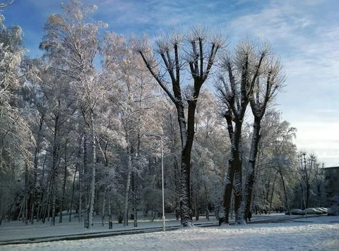 Snowy trees in winter in the snow on a background of blue sky white Stock Photos