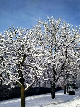 Snowy trees in winter in the snow on a background of blue sky white vertical Stock Photos