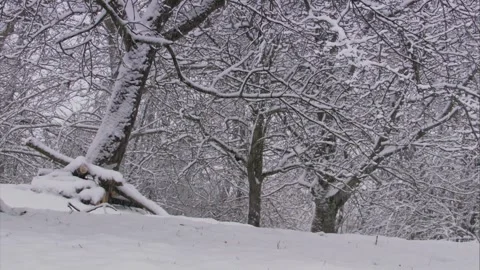 Snowy trees in winter time Stock Footage 294770044