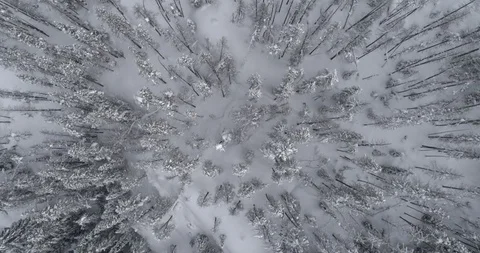 Snowy treetops in Colorado Stock Footage 88609638
