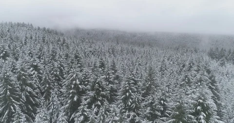 Snowy treetops in Oregon Stock Footage 88607505