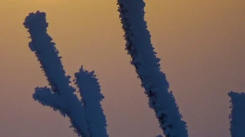 Up the snowy trunk Video stock 99410999