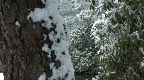 Snowy Trunk Pan Right Stock Footage 47665517