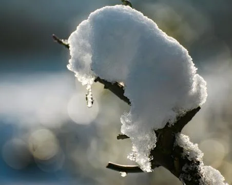 SNowy twig Stock Photos