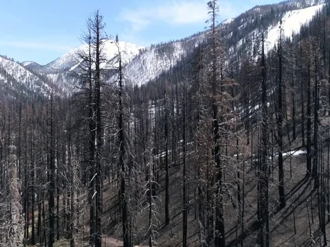Snowy Valley of bare trees Stockbeeldmateriaal 78107735