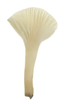 Snowy waxcap, Cuphophyllus virgineus isolated on white background Stock Photos