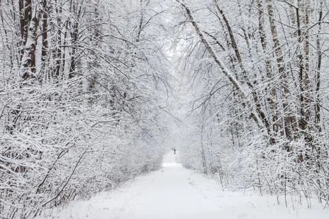 Snowy wayside trees Stock Photos