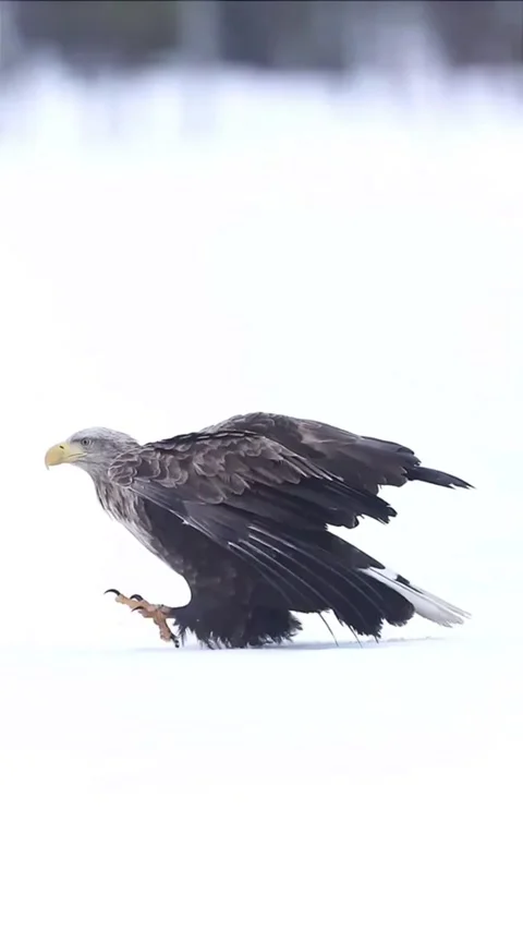 Snowy weather Stockbeeldmateriaal 330356299