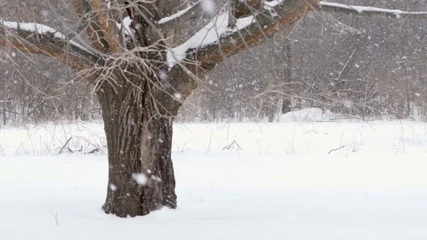 Snowy weather. Snow falling Stock Footage 101568943
