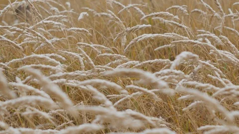 Snowy wheat Stock Footage 87599825