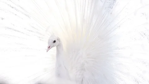 Snowy white peacock Stock Footage 89133708