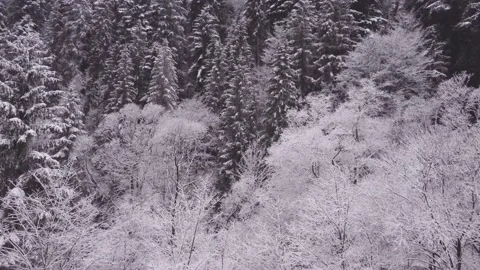 Snowy white trees by the road and stream aerial shot from drone 動画素材 230721553