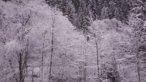 Snowy white trees by a small river, aerial shot from drone 動画素材 230721495