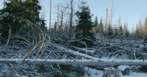 Snowy white winter season at Oderteich lake forest in Harz mountains landscape Stock Footage 253781114