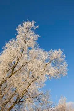 Snowy willow tree Stock Photos