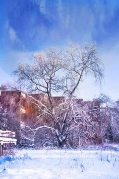 Snowy willow at winter time Stock Photos