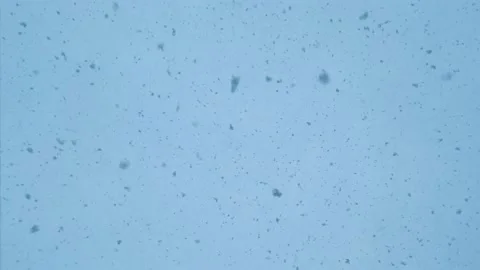 Snowy winter background. Snow falls from the sky. A snow dream. Snow cold in Stock Footage 165077568