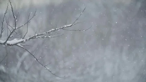 Snowy Winter Branches with Falling Snow. Stock Footage 306647809