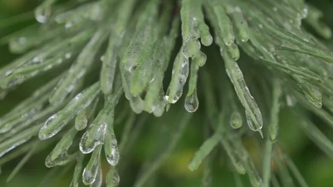 Snowy Winter Day Stock Footage 83602087