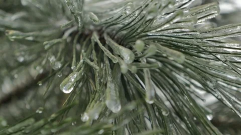 Snowy Winter Day Stock Footage 83602104