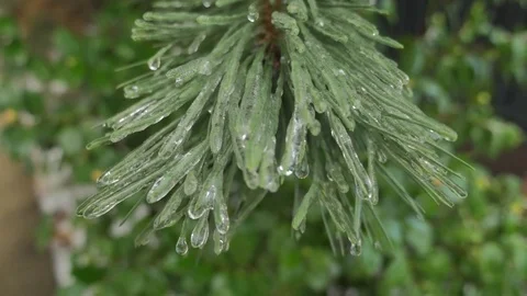 Snowy Winter Day Stock Footage 83602116