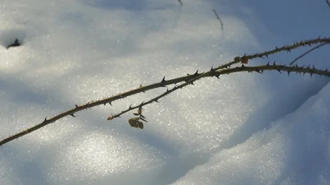 Snowy Winter Day Stock Footage 83602349