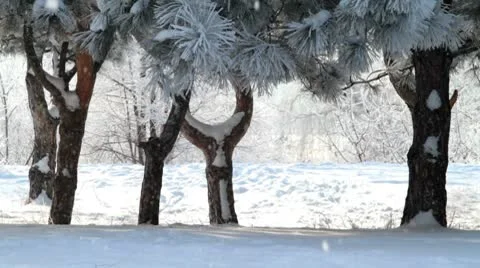 Snowy winter Stock Footage 9800154