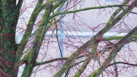 Snowy winter Stock Footage 303657392