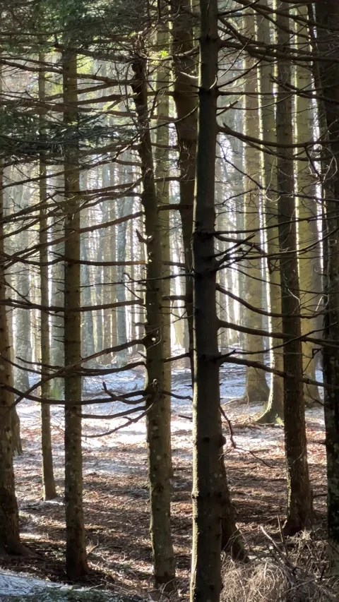 Snowy Winter Forest in the Apennines with Trees Covered in White Video stock 312008271