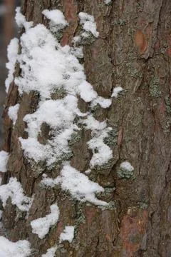 Snowy winter forest background. Beautiful spruce trees trunks pattern, sticke Foto stock