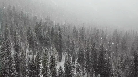 Snowy Winter Forest On A Cloudy Day Stock Footage 112425846