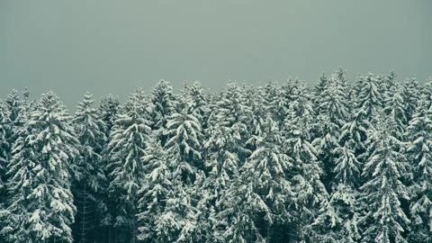 Snowy Winter Forest with Dense Pine Trees Covered in Thick White Snow Stockbeeldmateriaal 331168107