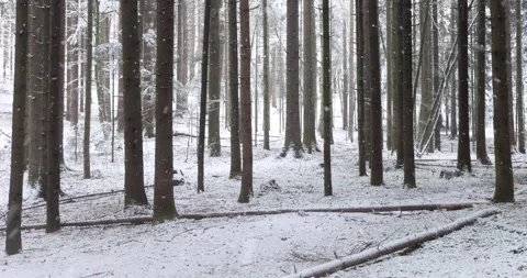 Snowy winter forest during snowfall Stock Footage 324219238
