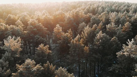 Snowy winter forest during sunset sun, aerial shot. Sunset or sunrise, winter Video stock 122557591