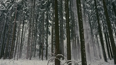 Snowy Winter Forest with Falling Powder Snow in a Quiet Woodland Scenery Vidéo 331167768