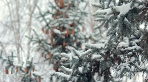 Snowy winter forest Stock Footage 16922161