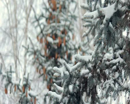 Snowy winter forest Stock Footage 17073043
