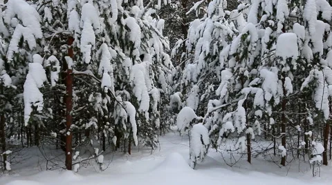 Snowy winter forest. Stock Footage 60388614
