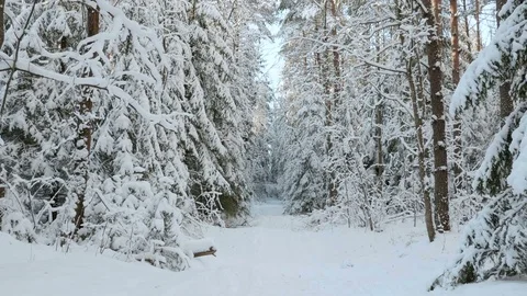 Snowy winter in the forest Stock Footage 72872258