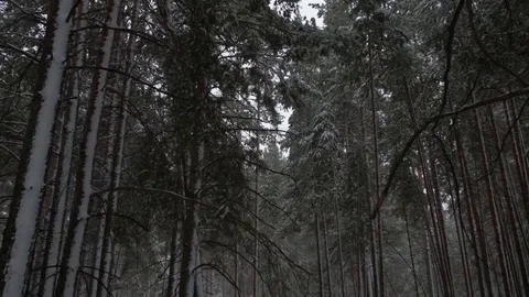Snowy winter forest Stock-Footage 83158329