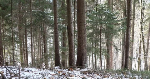 Snowy winter forest Stock Footage 102289930
