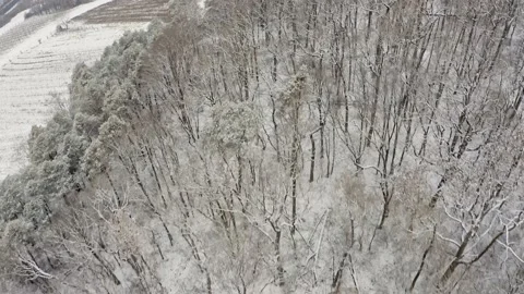 Snowy Winter Forest Stock Footage 234721849