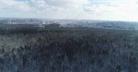 Snowy winter in the forest. General plan of the area. Kiev. Ukraine. 스톡 동영상 150979187