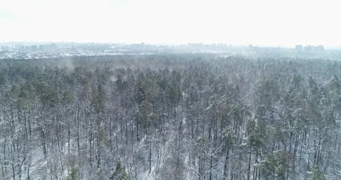 Snowy winter in the forest. General plan of the area. Kiev. Ukraine. 스톡 동영상 150979417