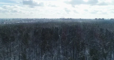 Snowy winter in the forest. General plan of the area. Kiev. Ukraine. Vídeos de archivo 150979461