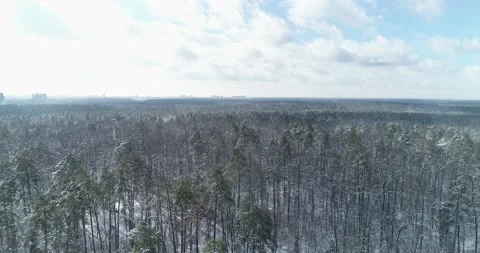 Snowy winter in the forest. General plan of the area. Kiev. Ukraine. Vídeos de archivo 150979529