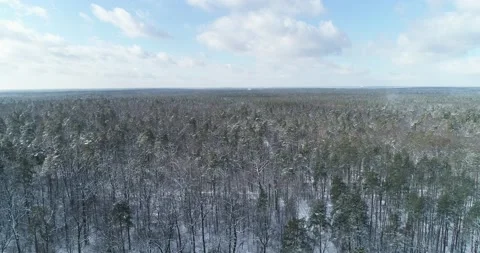 Snowy winter in the forest. General plan of the area. Kiev. Ukraine. Vidéo 150981115