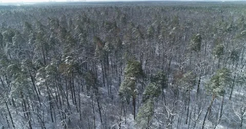 Snowy winter in the forest. General plan of the area. Kiev. Ukraine. Vidéo 150981185